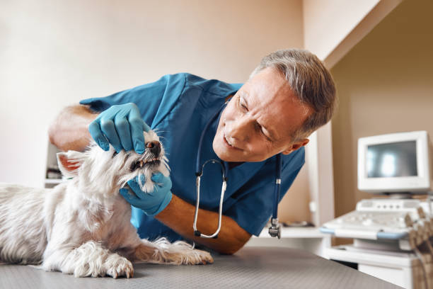 Best Emergency Tooth Extraction in Cordes Lakes, AZ